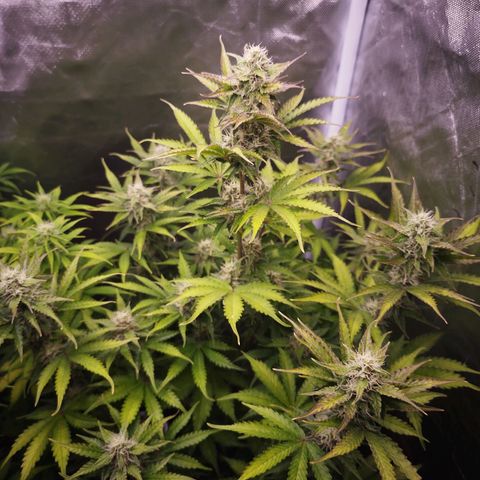 Auto Mac #1 growlog timeline photo