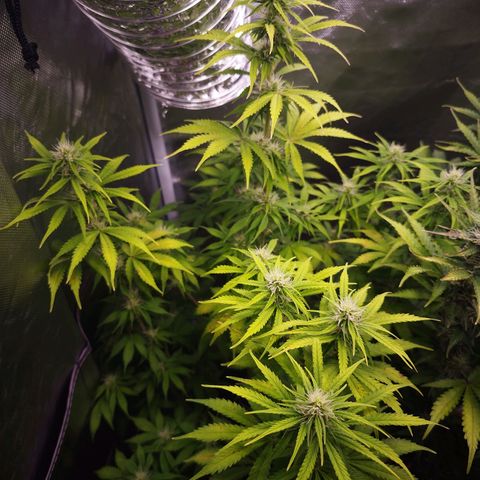 Auto Mac #1 growlog timeline photo