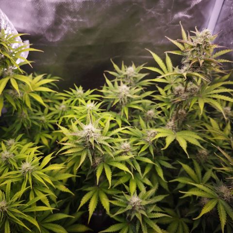 Auto Mac #1 growlog timeline photo