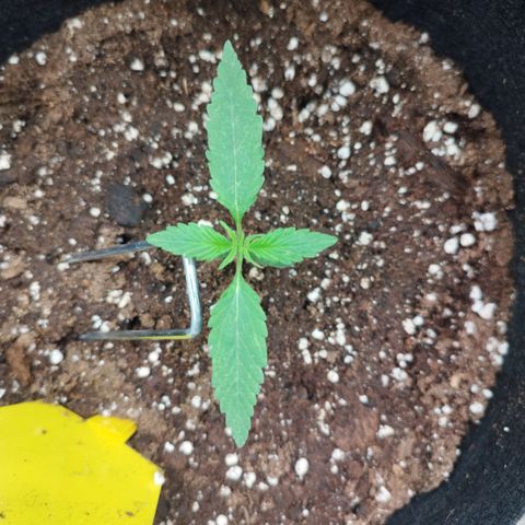 Auto Mac #1 growlog timeline photo