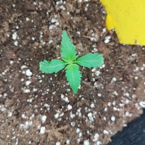 Auto Mac #1 growlog timeline photo