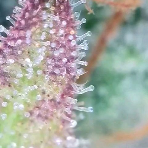 Auto Mac #1 growlog timeline photo