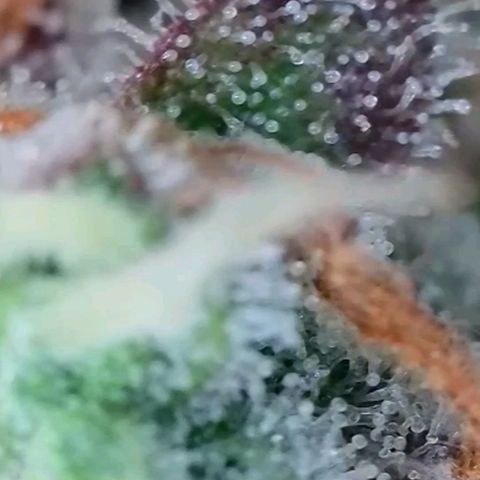 Auto Mac #1 growlog timeline photo