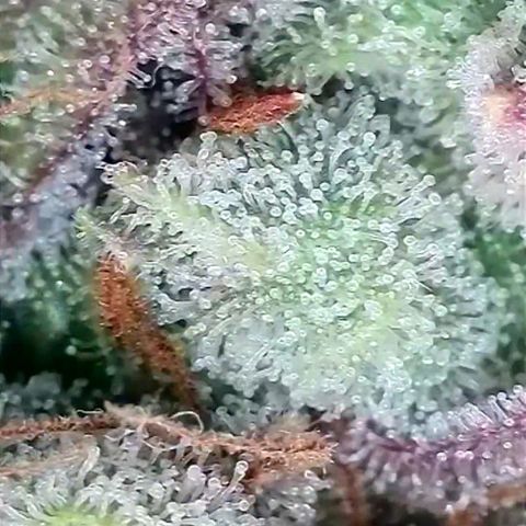 Auto Mac #1 growlog timeline photo