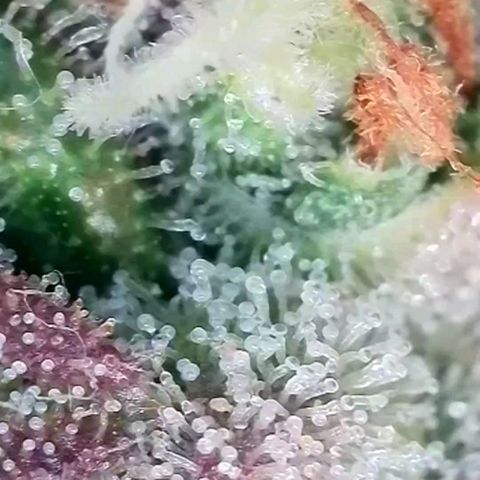 Auto Mac #1 growlog timeline photo