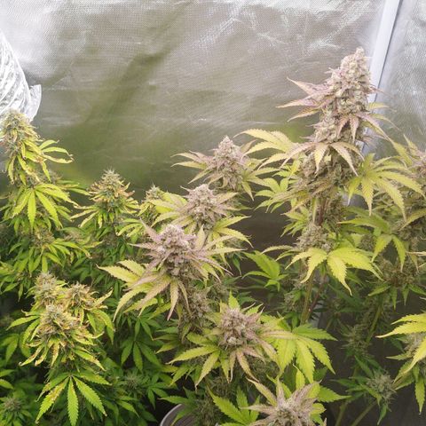 Auto Mac #1 growlog timeline photo