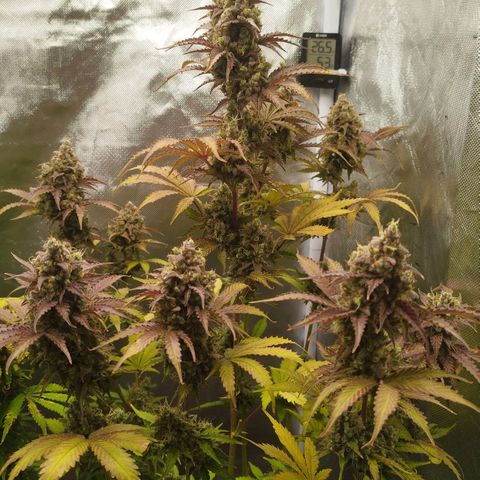 Auto Mac #1 growlog timeline photo