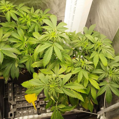 Auto Mac #1 growlog timeline photo