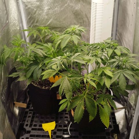 Auto Mac #1 growlog timeline photo