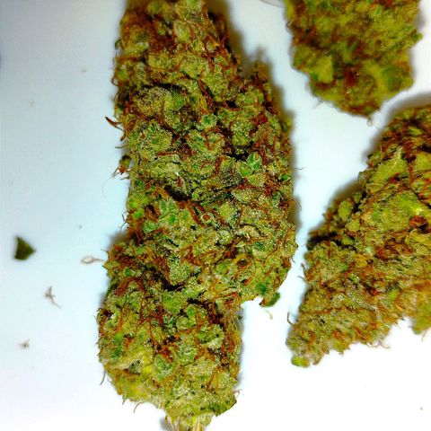 Auto Mac #1 growlog timeline photo