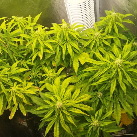 Auto Mac #1 growlog timeline photo