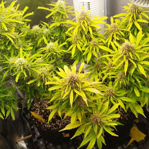 Auto Mac #1 growlog timeline photo