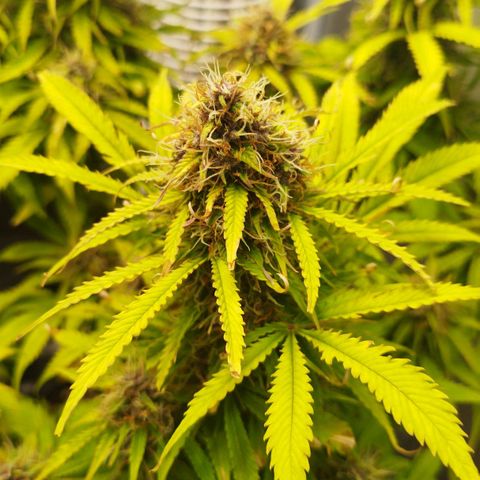 Auto Mac #1 growlog timeline photo