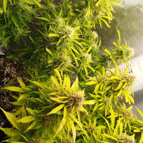 Auto Mac #1 growlog timeline photo