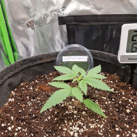 Gorilla Cookies FF growlog timeline photo