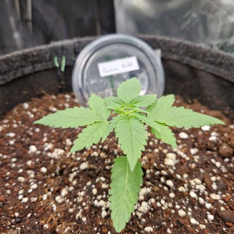 Guava Auto growlog timeline photo