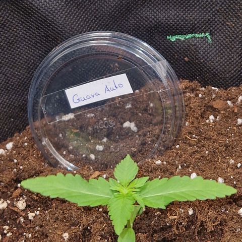 Guava Auto growlog timeline photo