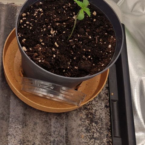 Guava Auto growlog timeline photo