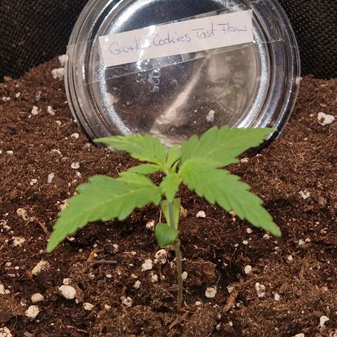 Gorilla Cookies FF growlog timeline photo