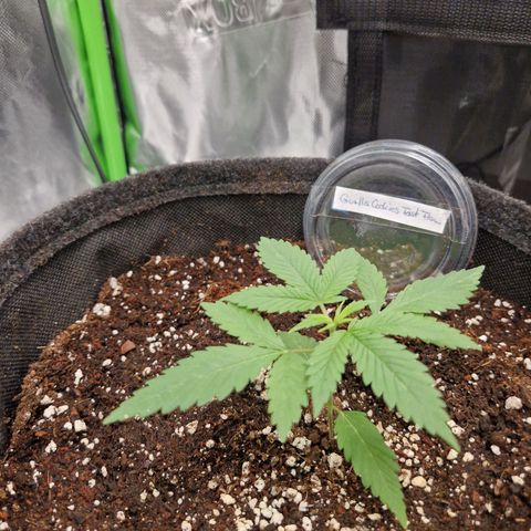 Gorilla Cookies FF growlog timeline photo