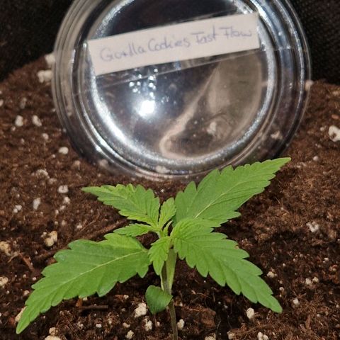 Gorilla Cookies FF growlog timeline photo