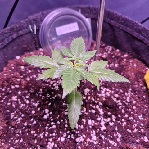 Guava Auto growlog timeline photo