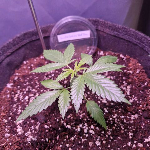 Gorilla Cookies FF growlog timeline photo