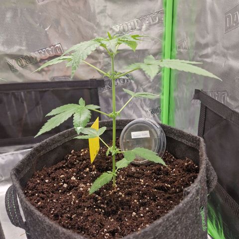 Guava Auto growlog timeline photo
