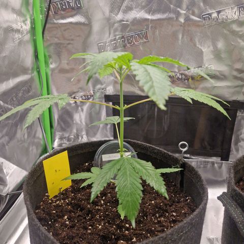 Gorilla Cookies FF growlog timeline photo