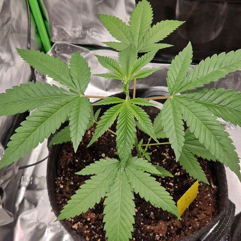 Gorilla Cookies FF growlog timeline photo