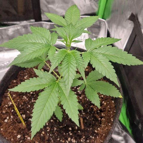 Guava Auto growlog timeline photo