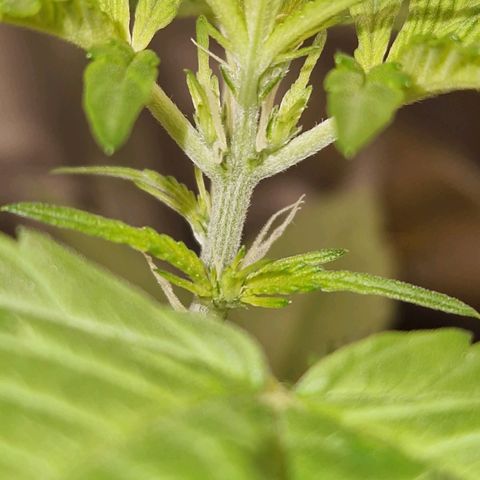 Guava Auto growlog photo: Vorblüte