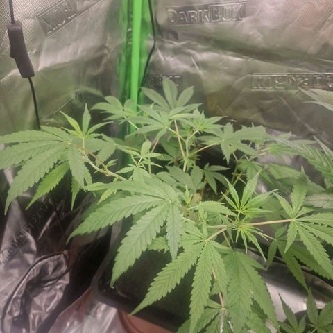 Gorilla Cookies FF growlog timeline photo