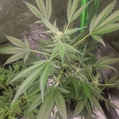 Guava Auto growlog timeline photo