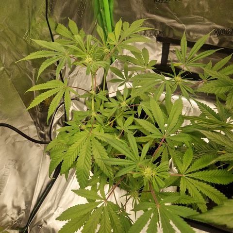 Gorilla Cookies FF growlog photo: 1. Mal Calmag gedüngt