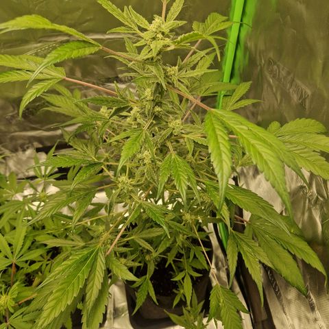 Guava Auto growlog photo: 1. Mal Calmag gedüngt