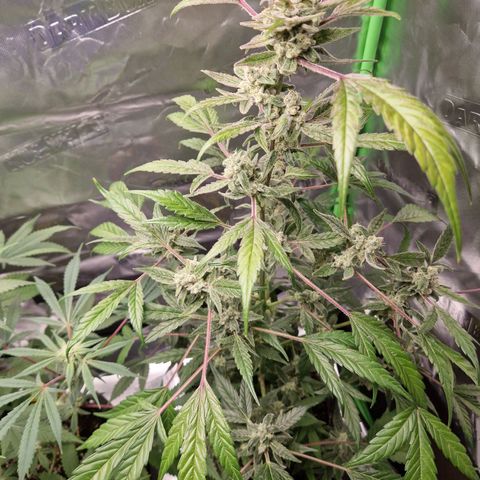 Guava Auto growlog photo: Pflanze purpled💜