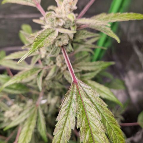 Guava Auto growlog photo: Pflanze purpled💜