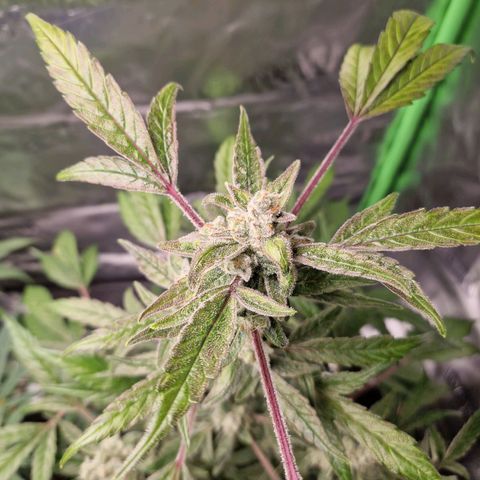 Guava Auto growlog photo: Pflanze purpled💜