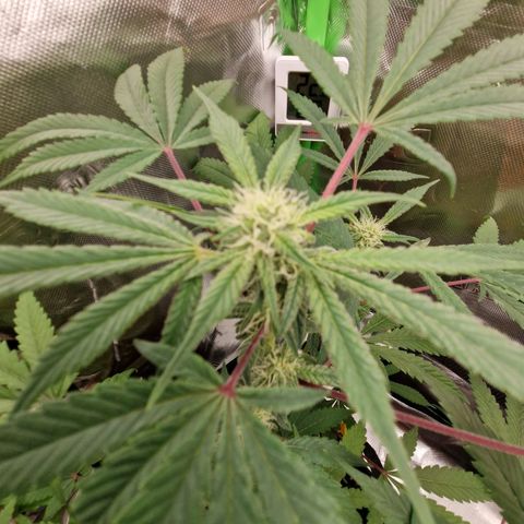 Gorilla Cookies FF growlog timeline photo