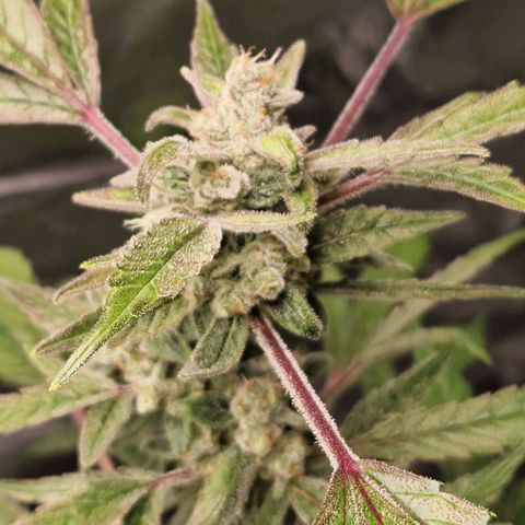 Guava Auto growlog timeline photo