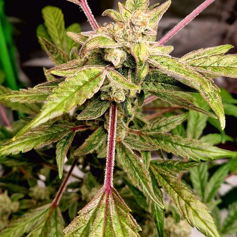 Guava Auto growlog timeline photo