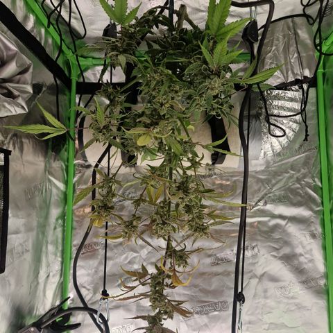 Guava Auto growlog photo: Ernte