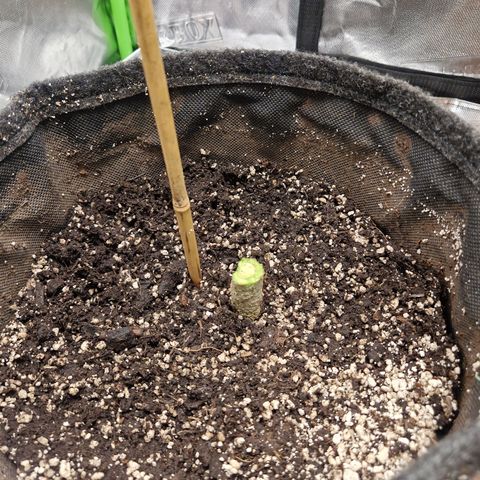 Guava Auto growlog photo: Ernte
