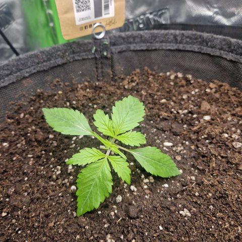 Blueberry Auto Fast Buds growlog timeline photo