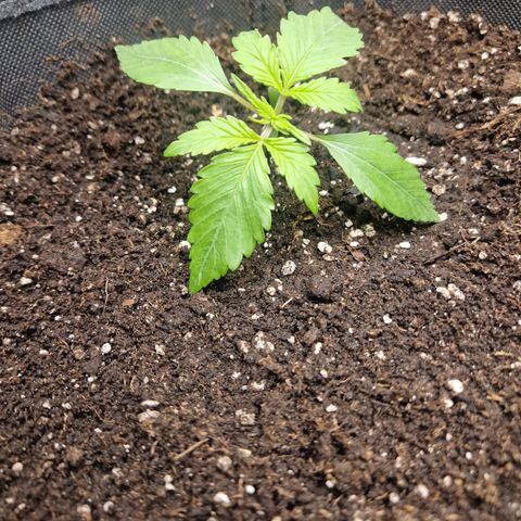 Blueberry Auto Fast Buds growlog timeline photo