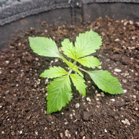Blueberry Auto Fast Buds growlog timeline photo