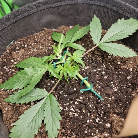 Blueberry Auto Fast Buds growlog timeline photo