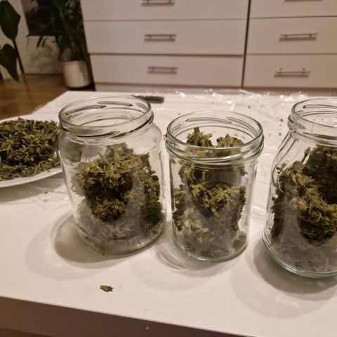 Gorilla Cookies FF growlog photo: Gestern Abend getrimmt und in die Gläser bepackt 🙂💚