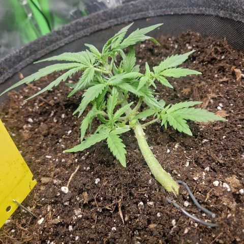 Blueberry Auto Fast Buds growlog timeline photo